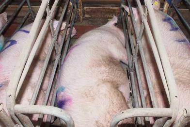  Die Sauen in zu engen Kastenständen können ihre Beine nicht ungehindert ausstrecken.
