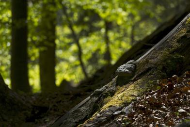 Urwald in Österreich