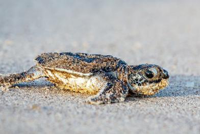 Baby-Meeresschildkröte