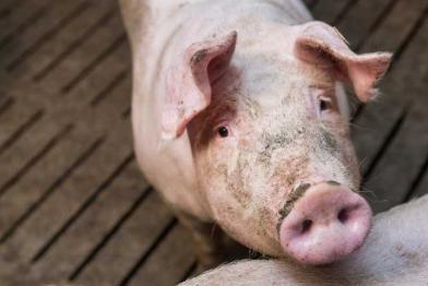 Schwein auf Spaltenboden 