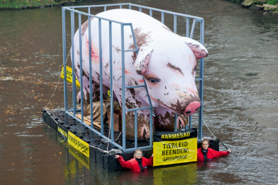 Mit einem schwimmenden aufblasbaren Schwein im Käfig protestieren Greenpeace-Aktivisten bei der Agrarministerkonferenz in Lüneburg für bessere Tierhaltung.