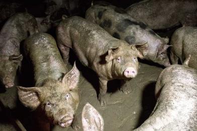 Schweine stehen in den eigenen Exkrementen