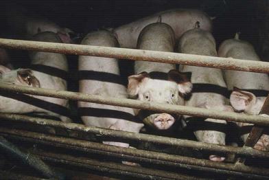 Schweine/Ferkel in einem Schweinemastbetrieb