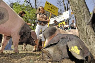Am EPA: Protest-Marsch und Übergabe des Sammeleinspruchs gegen das von Monsanto angemeldete Patent auf Züchtung von Schweinen. Auch auf dem Bild: Schweine. 2009