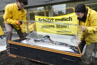 Symbolische Beerdigung von toten Schweinswalen vor dem Landwirtschaftsministerium 06/26/2013