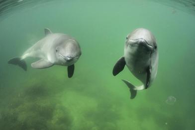 Schweinswale schwimmen in der Ostsee, Juni 2009