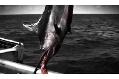 Video-Screenshot: Als Beifang gefangener Schwertfisch