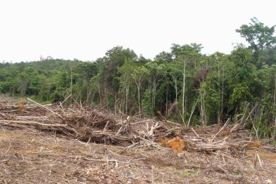 Beweisfotos: Die Tochtergesellschaft PT. BAT von Sinar Mas rodet weiter den Regenwald in Kalimantan 03/21/2010
