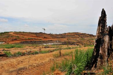 Neue Beweise zu Sinar Mas / PT Bat 04/26/2010