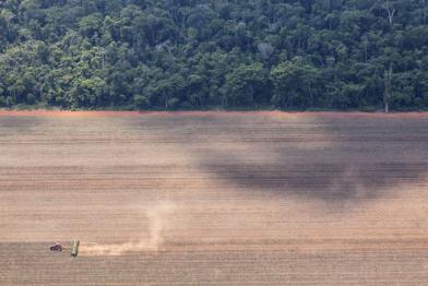 Ein Feld mit Soja und Wald im Hintergrund