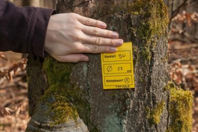 05. März 2014: Greenpeace-Aktivisten kartieren im Spessart wertvolle alte Buchenwälder