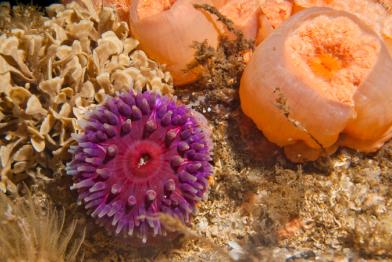 Sylter Außenriff 21.05.2011