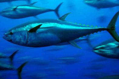 Thunfischischwarm im blauen Meer