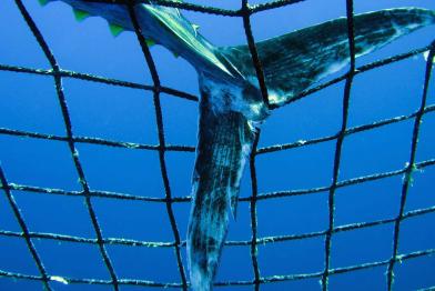Blauflossen Thunfisch in einem Transportkäfig, Juni 2006