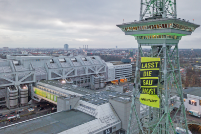 Am Funkturm auf dem Messegelände in Berlin entfalteten Greenpeace-Aktivisten ein Banner mit der Aufschrift "Lasst die Sau raus". Damit protestierten sie zur Eröffnung der Grünen Woche für bessere Tierhaltung.