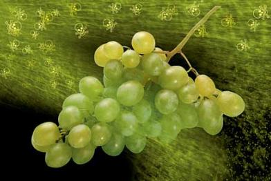 Symbolbild: Trauben werden mit Pestiziden bespritzt