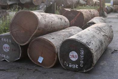 Illegales Tropenholz?