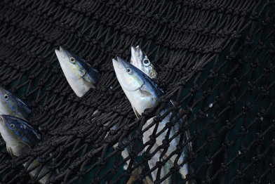 Thunfische im indischen Ozean, April 2013