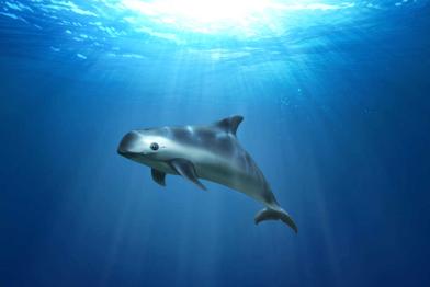 Illustration Vaquita-Schweinswal