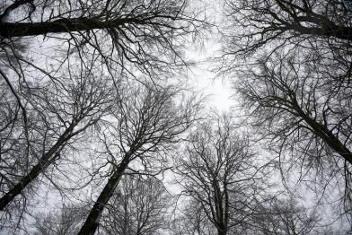 Blick in die Baumkronen im Rheinhardswald in Hessen, Februar 2013
