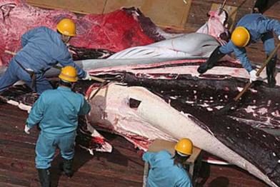 Japanische Walfänger 2005