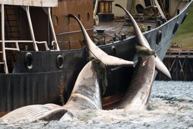 Ein isländisches Walfangschiff mit einer Beute von 2 Finnwalen - das muss aufhören