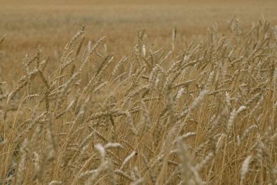 Niemand will gentechnisch veränderten Weizen auf den Feldern 09/16/2003