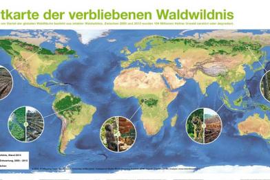 Greenpeace-Weltkarte der verbliebenen Waldwildnis, 2015