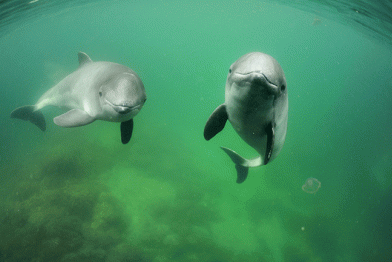 Zwei Schweinswale im Osteseefjord, Mai 2009