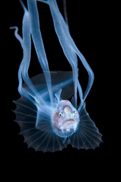 Blackwater Photography - Bony-Eared Assfish Larva Acanthonus Armatus