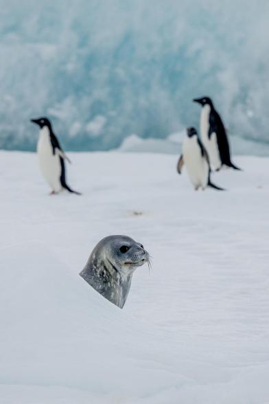 Weddell Seal and Adélie Penguins