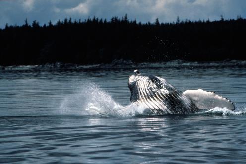 Humpback whale, Alaska, USA