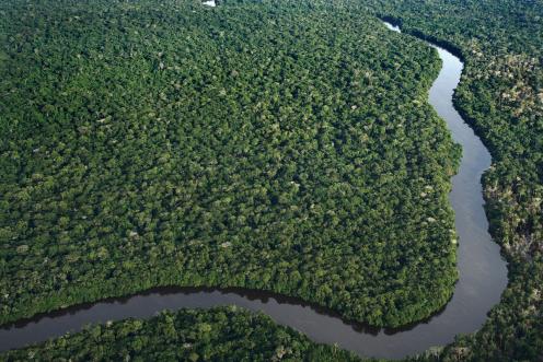 Forest and River Amazon