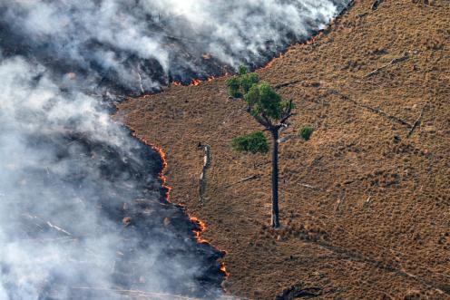 Burning Rainforest in the Amazon