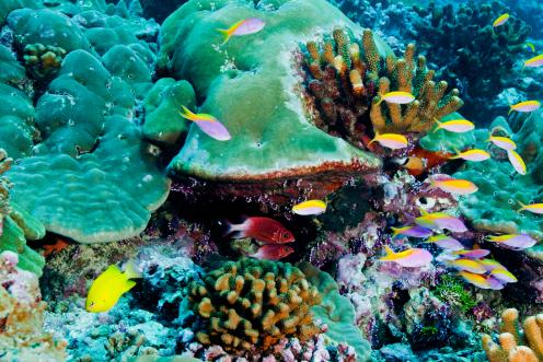 Korallenriff Nauru im Pazifischen Ozean