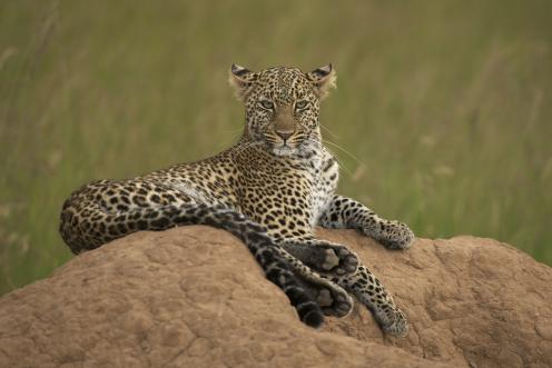 Leopard in the Savanna in Tanzania