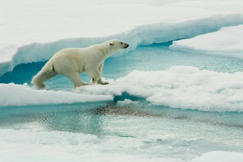 Eisbär auf dem Meereseis