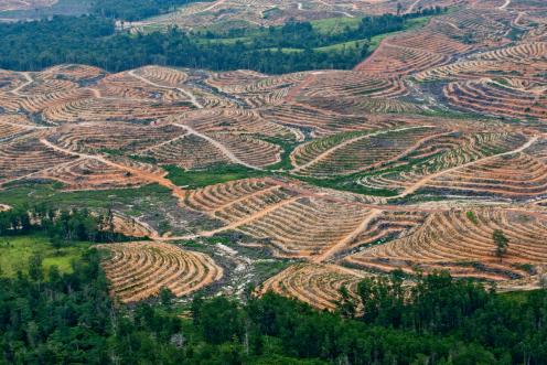 Deforestation in Central Kalimantan