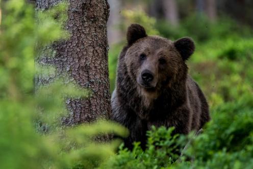 Eurasian Brown Bear in the Carpathians