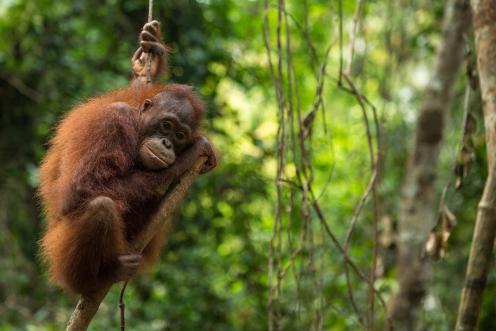 Ein Orang-Utan klammert sich an einem Ast im Dschungel.