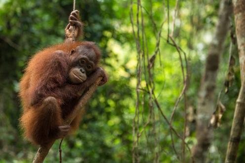 Orangutan at BOS Nyaru Menteng Orangutan Rescue Center in Indonesia