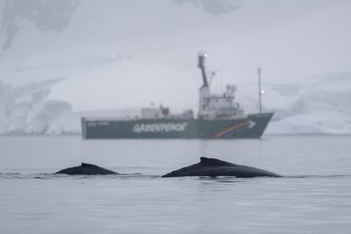 Humpback Whale and Calf in the Antarctic