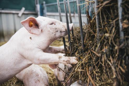 Schweine in der Viehzuchtabteilung des Thünen-Instituts in Westerau, Schleswig-Holstein. Das Institut betreibt eine ökologische Tier- und Pflanzenzucht und erforscht deren Methoden. Fütterungszeit. Die Schweine fressen an bestimmten Stellen des Stalls.