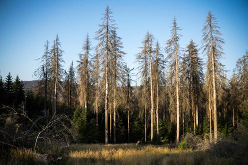 Waldsterben im Hartz: Die außergewöhnlichen Hitze und ausbelibender Niederschlag setzen den Bäumen in Deutschland schwer zu.