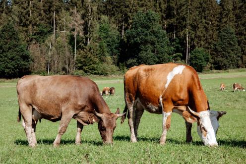 Kühe grasend auf der Weide