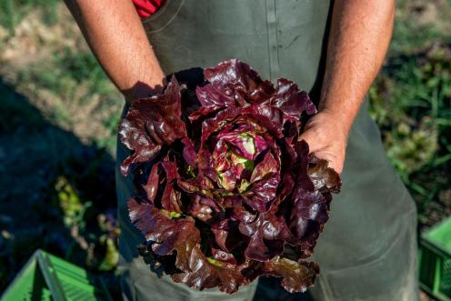 Ökologischer Gemüse-Anbau in Schleswig-Holstein: Landwirt hält Salatkopf