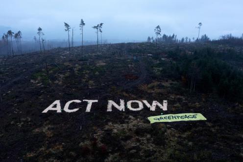 23 Greenpeace Aktivist:innen haben mit Sägespänen "Handelt Jetzt" auf die gerodete Fläche gestreut. Mit der 55 mal 10 Meter großen Forderung weisen sie auf die verheerenden Folgen der Forstwirtschaft der letzten Jahrzehnte hin.
