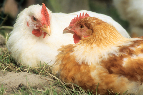 Hühner in einem Betrieb für ökologische Landwirtschaft
