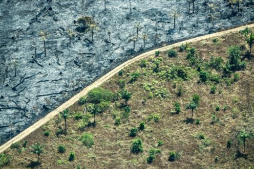 Waldzerstörung im Amazonas