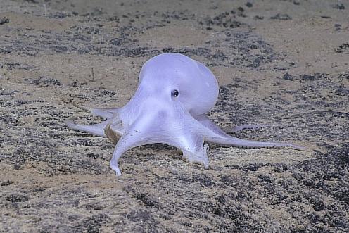NOAA_casper_octopuss_deep_sea